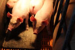 Farrowing crates at Huntly Piggery NSW - Australian pig farming - Captured at Huntly Piggery, Huntly North VIC Australia.