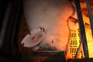 Farrowing crates at Wasleys Piggery SA - Australian pig farming - Captured at Wasleys Piggery, Pinkerton Plains SA Australia.