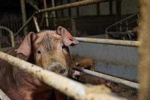 Farrowing crates at Yelmah Piggery SA - Australian pig farming - Captured at Yelmah Piggery, Magdala SA Australia.