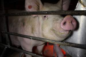 Farrowing crates at Finniss Park Piggery SA - Australian pig farming - Captured at Finniss Park Piggery, Mannum SA Australia.