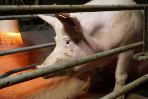 Farrowing crates at Yelmah Piggery SA - Australian pig farming - Captured at Yelmah Piggery, Magdala SA Australia.