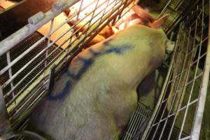 Sow with 'cull' spray-painted on her back - Australian pig farming - Captured at St Arnaud Piggery Units 2 & 3, Saint Arnaud VIC Australia.