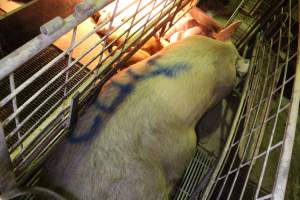 Sow with 'cull' spray-painted on her back - Australian pig farming - Captured at St Arnaud Piggery Units 2 & 3, St Arnaud VIC Australia.