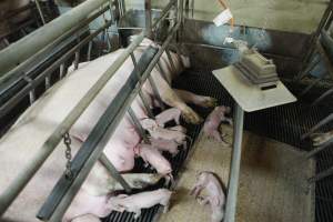 Sick or dead piglet - Australian pig farming - Captured at Nambeelup Piggery, Nambeelup WA Australia.