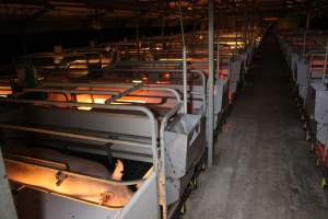 Farrowing crates at Sheaoak Piggery SA - Australian pig farming - Captured at Sheaoak Piggery, Shea-Oak Log SA Australia.