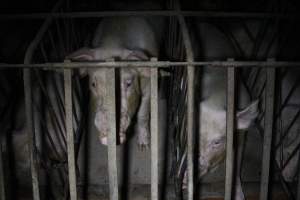 Sow stalls at Culcairn Piggery NSW - Australian pig farming - Captured at Culcairn Piggery, Culcairn NSW Australia.