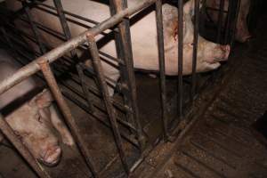 Sow stalls - Australian pig farming - Captured at Grong Grong Piggery, Grong Grong NSW Australia.