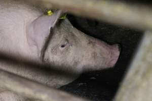 Farrowing crates at Deni Piggery NSW - Australian pig farming - Captured at Deni Piggery, Deniliquin NSW Australia.