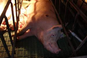 Farrowing crates at Bungowannah Piggery NSW - Australian pig farming - Captured at Bungowannah Piggery, Bungowannah NSW Australia.