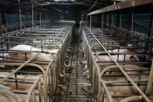 Sow stalls at Dublin Piggery SA - Australian pig farming - Captured at Dublin Piggery, Dublin SA Australia.