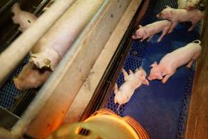 Farrowing crates at Yelmah Piggery SA - Australian pig farming - Captured at Yelmah Piggery, Magdala SA Australia.