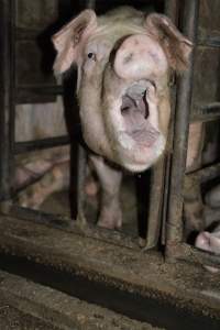 Sow stalls at Korunye Park Piggery SA - Australian pig farming - Captured at Korunye Park Piggery, Korunye SA Australia.