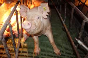 Farrowing crates at Bungowannah Piggery NSW - Australian pig farming - Captured at Bungowannah Piggery, Bungowannah NSW Australia.