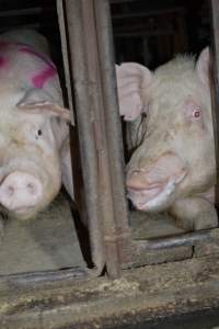 Sow stalls at Korunye Park Piggery SA - Australian pig farming - Captured at Korunye Park Piggery, Korunye SA Australia.