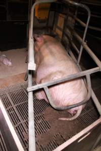 Farrowing crates at Girgarre Piggery VIC - Australian pig farming - Captured at Girgarre Piggery, Girgarre VIC Australia.