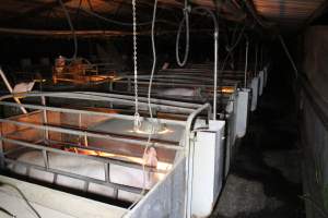 Farrowing crates at Deni Piggery NSW - Australian pig farming - Captured at Deni Piggery, Deniliquin NSW Australia.