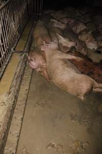 Grower/finisher pigs living in excrement - Australian pig farming - Captured at Narrogin Piggery, Dumberning WA Australia.