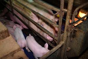 Farrowing crates at Yelmah Piggery SA - Australian pig farming - Captured at Yelmah Piggery, Magdala SA Australia.