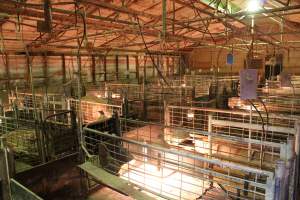 Farrowing crates at St Arnaud Piggery VIC - Australian pig farming - Captured at St Arnaud Piggery Units 2 & 3, Saint Arnaud VIC Australia.