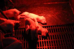 Farrowing crates at Wasleys Tailem Bend Piggery SA - Australian pig farming - Captured at Tailem Bend Piggery, Tailem Bend SA Australia.