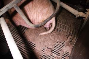 Farrowing crates at Girgarre Piggery VIC - Australian pig farming - Captured at Girgarre Piggery, Girgarre VIC Australia.