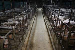 Sow stalls at Dublin Piggery SA - Australian pig farming - Captured at Dublin Piggery, Dublin SA Australia.