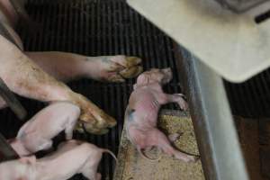 Sick or dead piglet - Australian pig farming - Captured at Nambeelup Piggery, Nambeelup WA Australia.