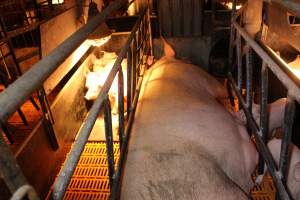 Farrowing crates at Huntly Piggery NSW - Australian pig farming - Captured at Huntly Piggery, Huntly North VIC Australia.