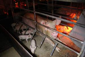 Farrowing crates at Finniss Park Piggery SA - Australian pig farming - Captured at Finniss Park Piggery, Mannum SA Australia.