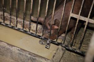 Grower pig drinking from excrement-tainted water trough - Australian pig farming - Captured at Narrogin Piggery, Dumberning WA Australia.