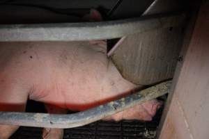 Farrowing crates at Sheaoak Piggery SA - Australian pig farming - Captured at Sheaoak Piggery, Shea-Oak Log SA Australia.