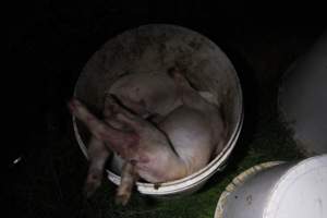 Dead piglets in bucket - Australian pig farming - Captured at Mindarra Piggery (module 1), Boonanarring WA Australia.