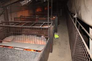 Farrowing crates at Willawa Piggery NSW - Australian pig farming - Captured at Willawa Piggery, Grong Grong NSW Australia.