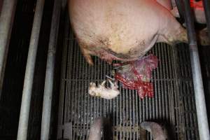 Farrowing crates at Wasleys Tailem Bend Piggery SA - Australian pig farming - Captured at Tailem Bend Piggery, Tailem Bend SA Australia.