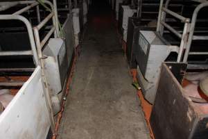 Farrowing crates at Wasleys Piggery SA - Australian pig farming - Captured at Wasleys Piggery, Pinkerton Plains SA Australia.