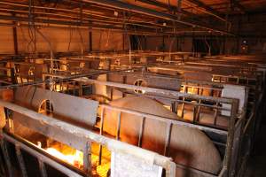 Farrowing crates at Huntly Piggery NSW - Australian pig farming - Captured at Huntly Piggery, Huntly North VIC Australia.