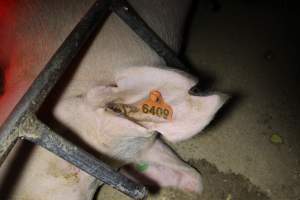 Farrowing crates at Finniss Park Piggery SA - Australian pig farming - Captured at Finniss Park Piggery, Mannum SA Australia.