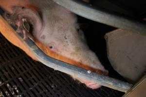 Farrowing crates at Sheaoak Piggery SA - Australian pig farming - Captured at Sheaoak Piggery, Shea-Oak Log SA Australia.
