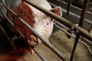 Farrowing crates at Yelmah Piggery SA - Australian pig farming - Captured at Yelmah Piggery, Magdala SA Australia.