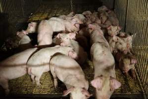 Weaner/grower piglets - Australian pig farming - Captured at Yelmah Piggery, Magdala SA Australia.