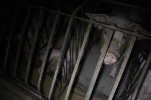 Sow stalls at Culcairn Piggery NSW - Australian pig farming - Captured at Culcairn Piggery, Culcairn NSW Australia.