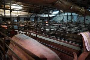 Farrowing crates at Yelmah Piggery SA - Australian pig farming - Captured at Yelmah Piggery, Magdala SA Australia.