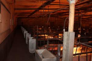 Farrowing crates at Bungowannah Piggery NSW - Australian pig farming - Captured at Bungowannah Piggery, Bungowannah NSW Australia.