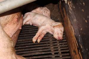 Farrowing crates at Selko Piggery NSW - Australian pig farming - Captured at Selko Piggery, Narrandera NSW Australia.