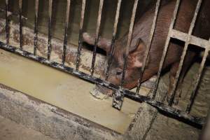 Grower pig drinking from excrement-tainted water trough - Australian pig farming - Captured at Narrogin Piggery, Dumberning WA Australia.