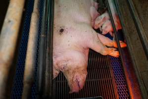 Sow with pressure sore - Australian pig farming - Captured at Yelmah Piggery, Magdala SA Australia.