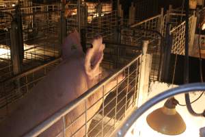 Farrowing crates at St Arnaud Piggery VIC - Australian pig farming - Captured at St Arnaud Piggery Units 2 & 3, St Arnaud VIC Australia.