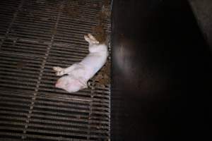 Farrowing crates at Girgarre Piggery VIC - Australian pig farming - Captured at Girgarre Piggery, Girgarre VIC Australia.