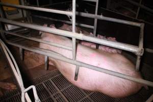 Farrowing crates at Girgarre Piggery VIC - Australian pig farming - Captured at Girgarre Piggery, Kyabram VIC Australia.