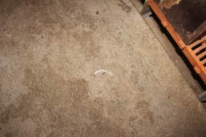 Severed piglet's tail in aisle - Australian pig farming - Captured at Wasleys Piggery, Pinkerton Plains SA Australia.